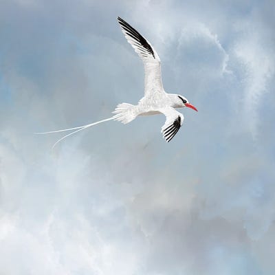 Kauai Sailing by Thomas Little canvas print