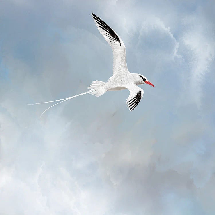Kauai Sailing by Thomas Little wall art