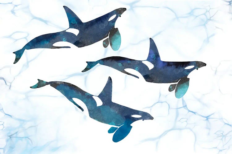 Killer Whales in Motion