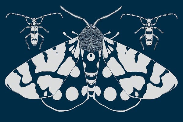 Butterflies: Kimono by Thomas Little