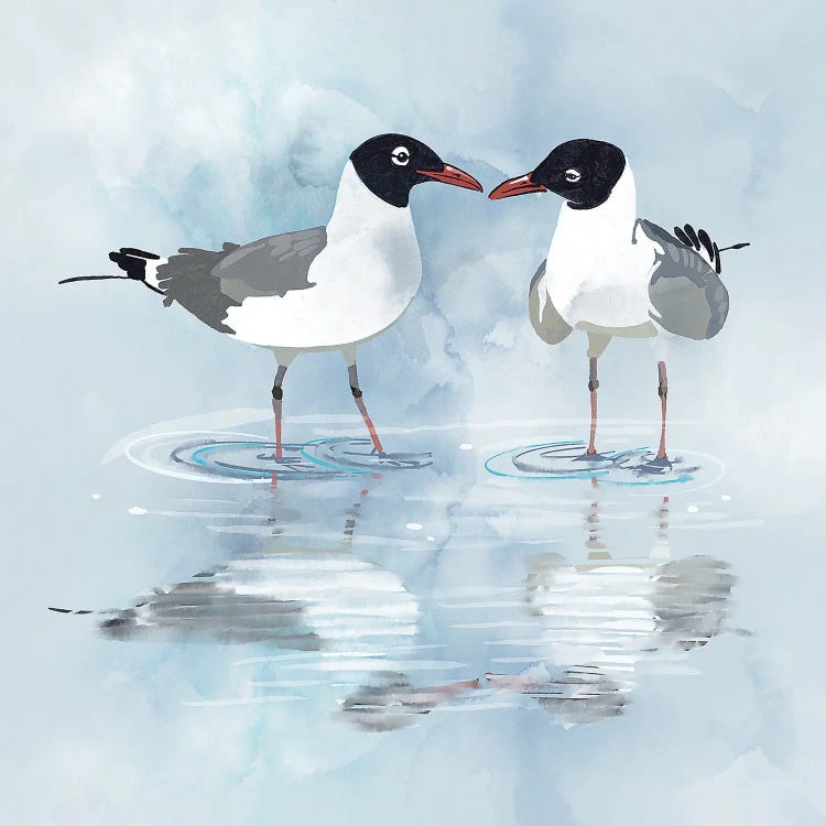 Kissing Laughing Gulls