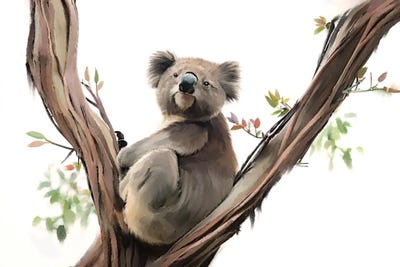 Koala Contemplating by Thomas Little art print