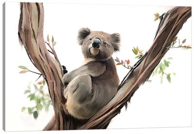 Koala Contemplating Canvas Art Print - Thomas Little