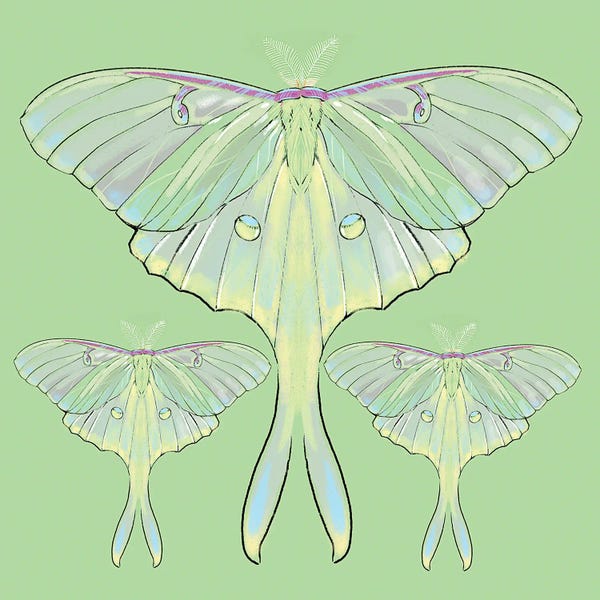 Thomas Little: Luna Moths by Thomas Little