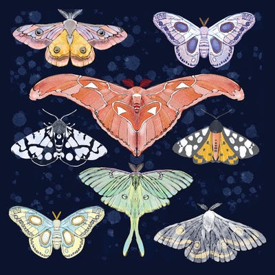 Magical Moths by Thomas Little art print