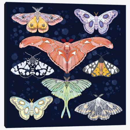 Magical Moths Canvas Print #TLT67} by Thomas Little Canvas Wall Art
