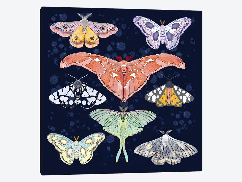 Magical Moths by Thomas Little 1-piece Canvas Art