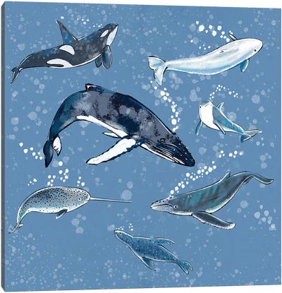 Marine Mammals Canvas Art Print - Thomas Little
