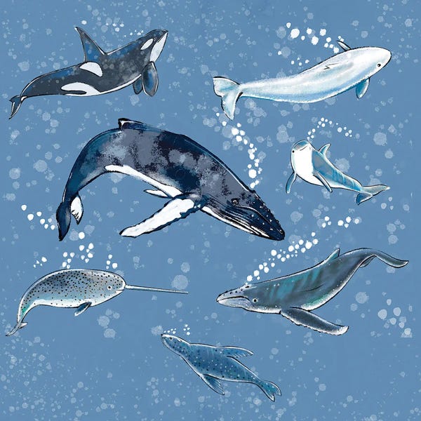 Whales: Marine Mammals by Thomas Little