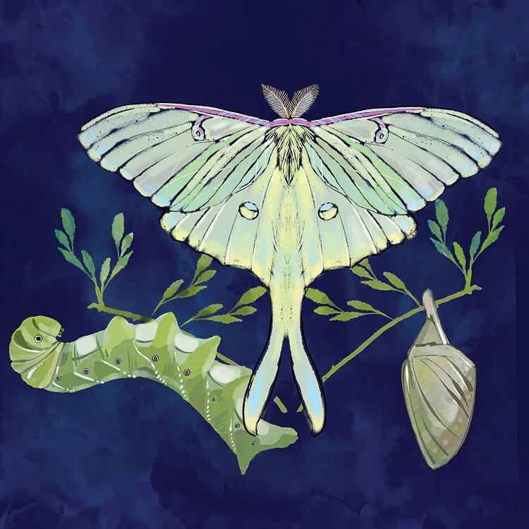 Metamorphosis by Thomas Little wall art