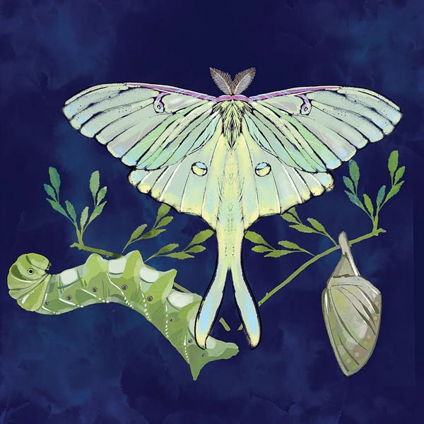 Thomas Little: Metamorphosis by Thomas Little