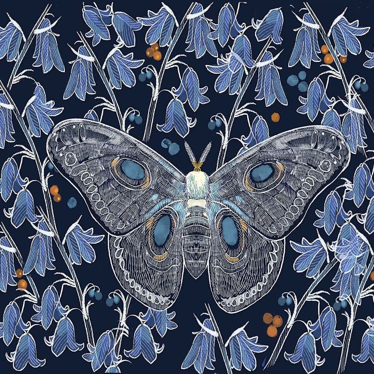 Moth Study by Thomas Little wall art