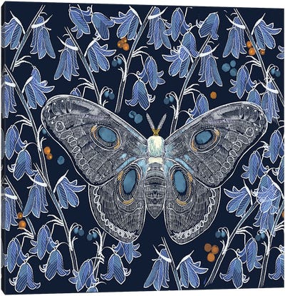 Moth Study Canvas Art Print - Thomas Little