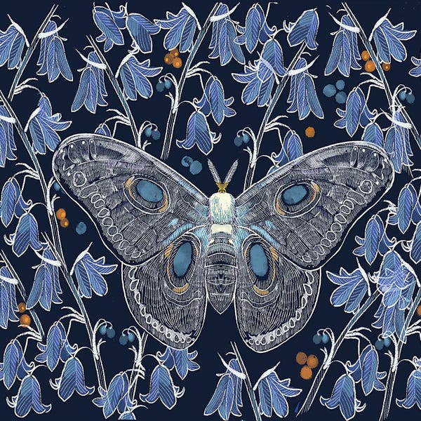 Thomas Little: Moth Study by Thomas Little