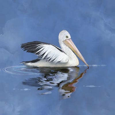 Pelican Reflections by Thomas Little art print