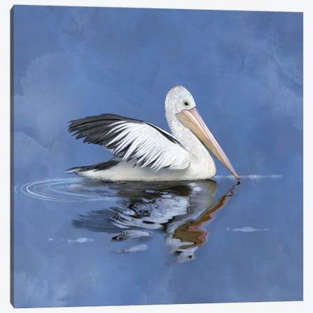 Pelican Reflections Canvas Print #TLT83} by Thomas Little Art Print