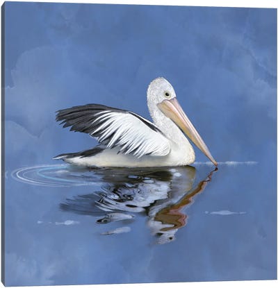 Pelican Reflections Canvas Art Print - Thomas Little