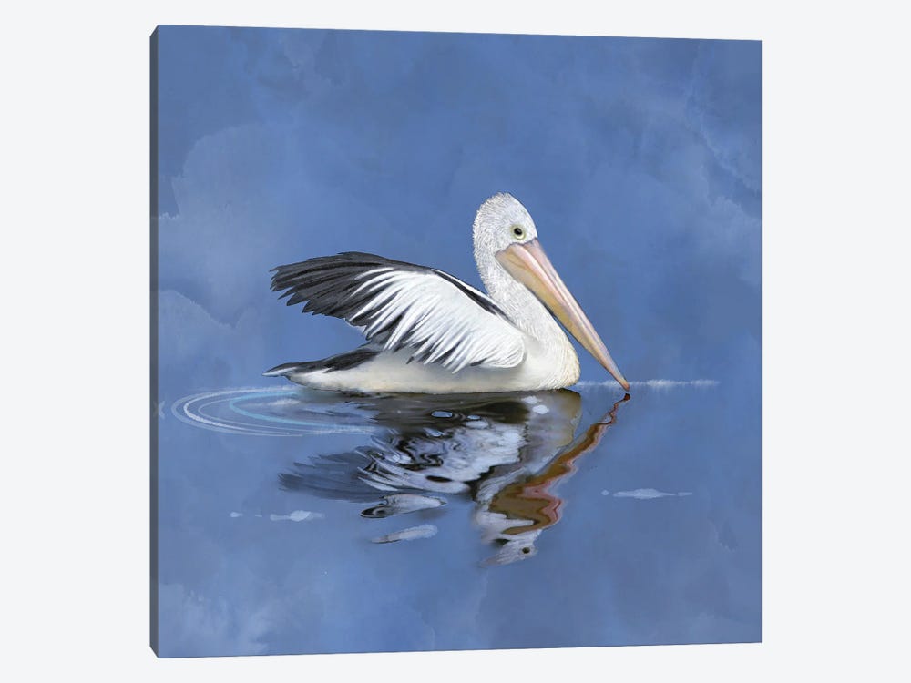 Pelican Reflections by Thomas Little 1-piece Canvas Wall Art