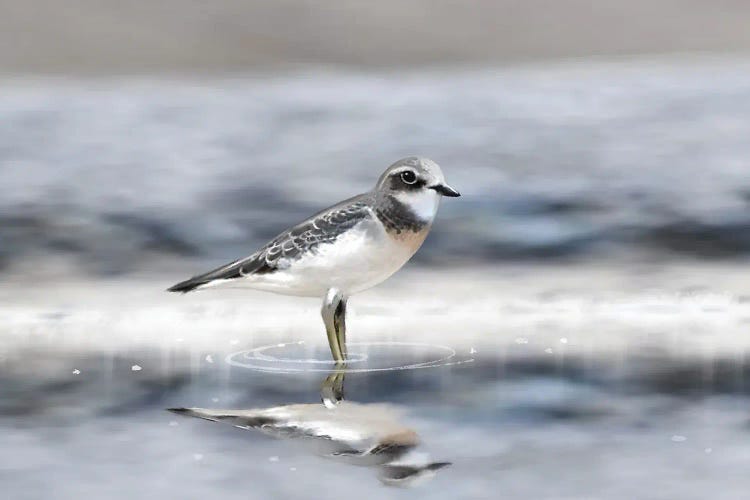 Quiet Morning Reflection by Thomas Little wall art