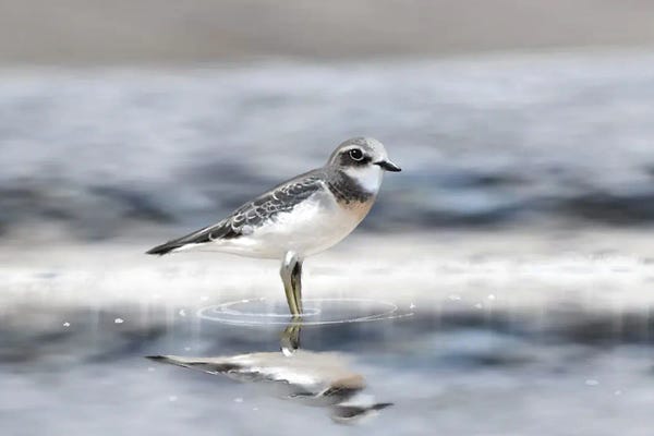 Thomas Little: Quiet Morning Reflection by Thomas Little