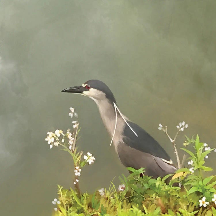 Black Crowned Night Heron