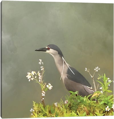Black Crowned Night Heron Canvas Art Print - Heron Art