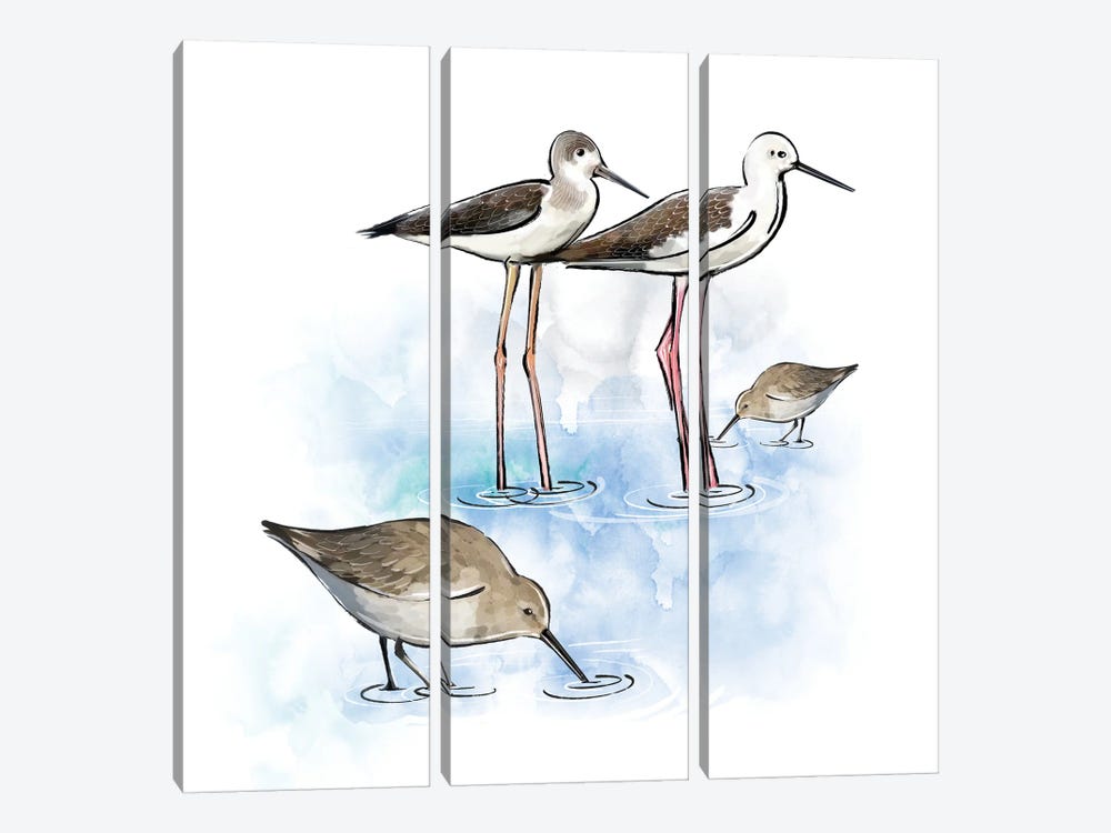 Shorebirds by Thomas Little 3-piece Canvas Print