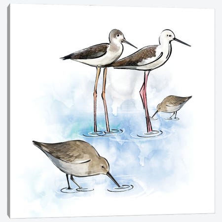 Shorebirds Canvas Print #TLT99} by Thomas Little Canvas Artwork