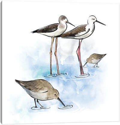Shorebirds Canvas Art Print - Thomas Little