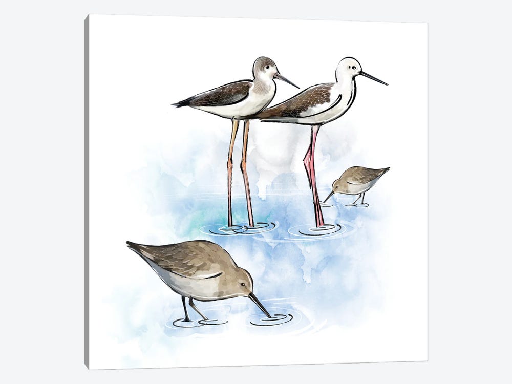 Shorebirds by Thomas Little 1-piece Canvas Print