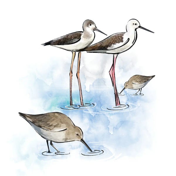 Thomas Little: Shorebirds by Thomas Little