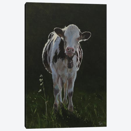 Holstein Cow Late Afternoon Canvas Print #TLY11} by Tom Clay Art Print