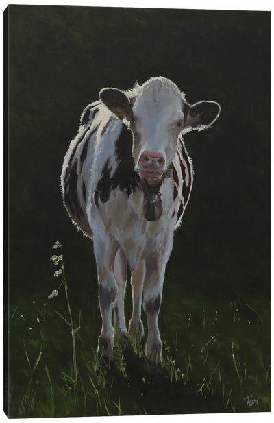Holstein Cow Late Afternoon Canvas Art Print - Tom Clay
