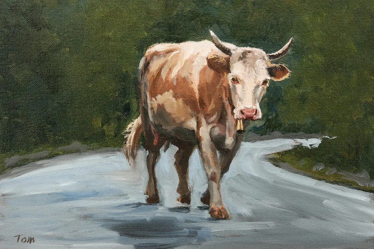 Simmental Cow On Road