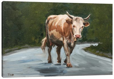 Simmental Cow On Road Canvas Art Print - Tom Clay