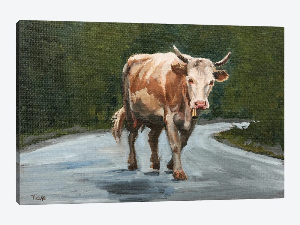 Simmental Cow On Road by Tom Clay 1-piece Canvas Print