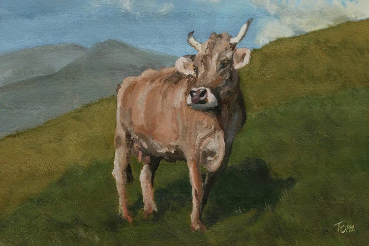 Brown Swiss Cow On Hillside