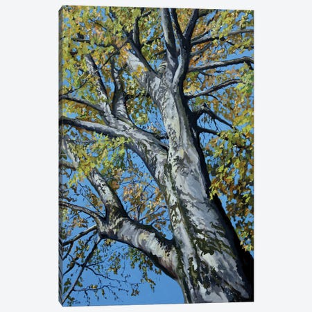 Beech Tree Canvas Print #TLY20} by Tom Clay Canvas Artwork