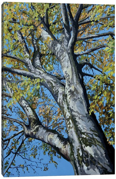 Beech Tree Canvas Art Print - Tom Clay