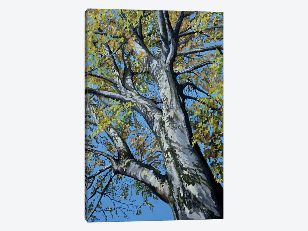 Beech Tree by Tom Clay 1-piece Canvas Artwork