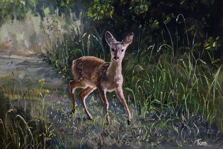 Fawn In Woodland