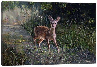 Fawn In Woodland Canvas Art Print - Tom Clay