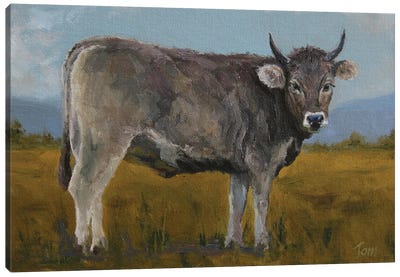 Swiss Brown Cow Canvas Art Print - Tom Clay