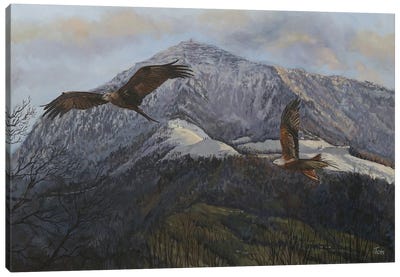 Evening Flight Canvas Art Print - Buzzard & Hawk Art