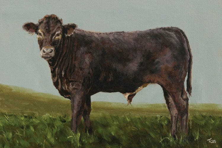 Braunvieh Bull Calf