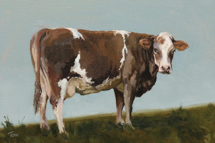 Swiss Fleckvieh Cow II