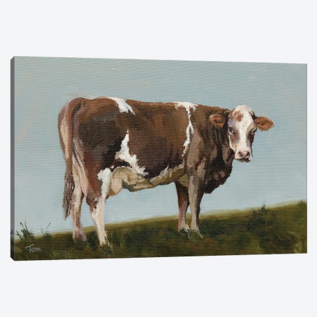 Swiss Fleckvieh Cow II Canvas Print #TLY61} by Tom Clay Canvas Art