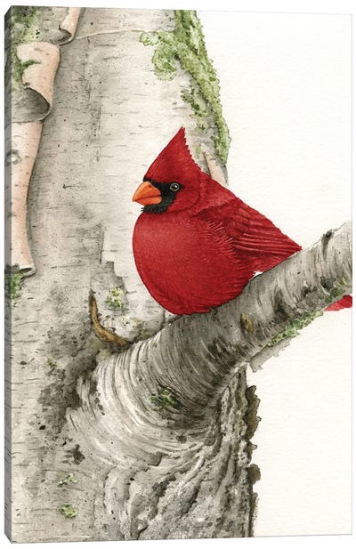 Cardinal In Birch Tree Canvas Art Print - Birch Tree Art