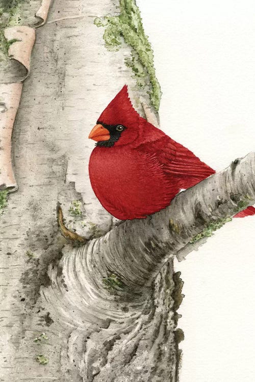 Cardinal In Birch Tree