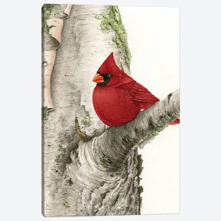 Cardinal In Birch Tree Canvas Print #TLZ17} by Tracy Lizotte Art Print